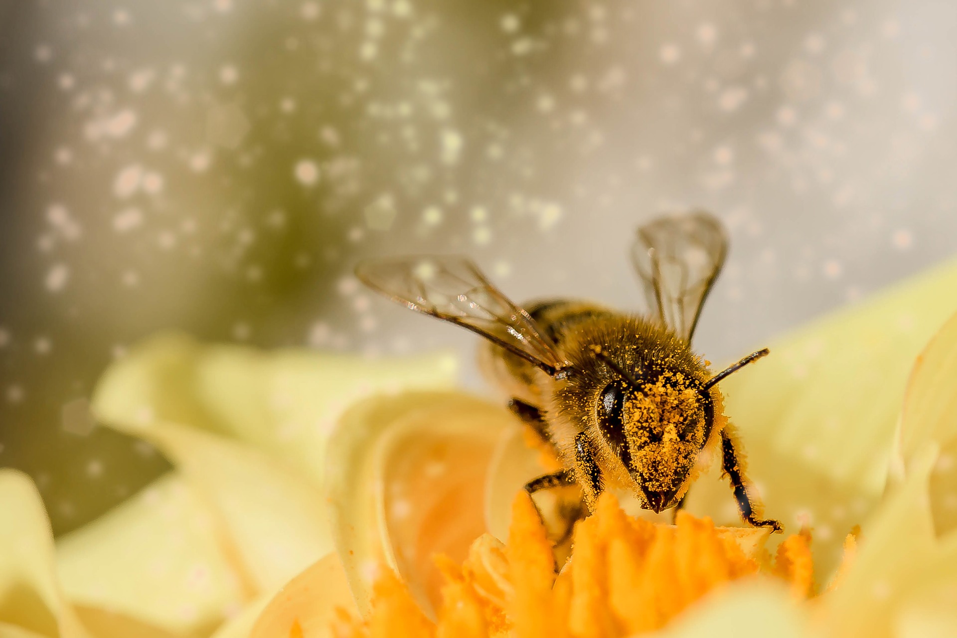 मधुमखियाँ शहद कैसे बनाती हैं जानिए।
