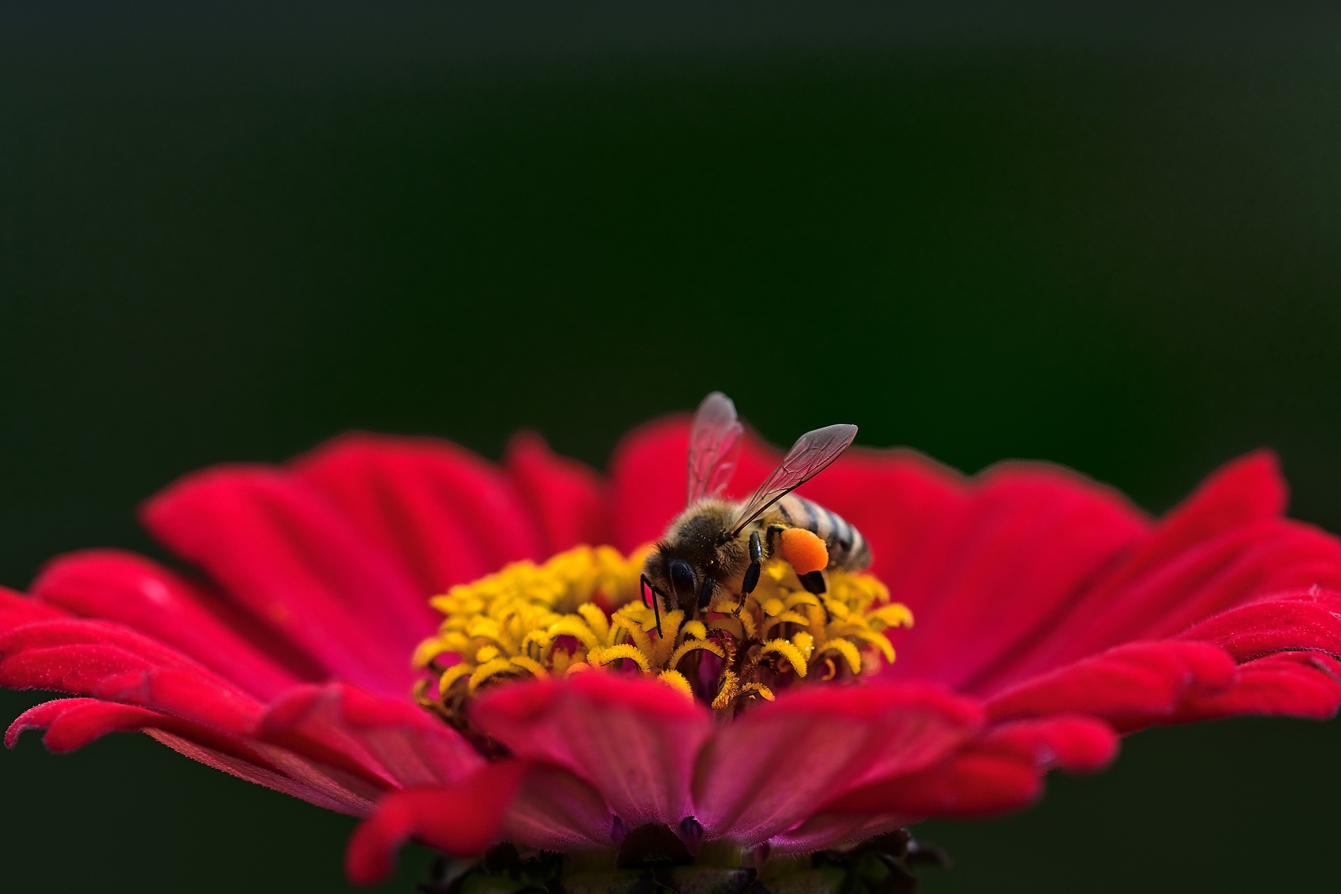 मधुमखियाँ शहद कैसे बनाती हैं जानिए।